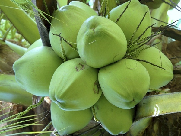 Gợi ý những loại trái cây không thể thiếu trên bàn thờ, phòng khách ngày Tết