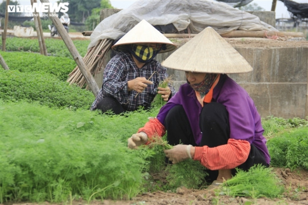 Hà Nội: Rau xanh rẻ như bèo, nông dân bỏ đầy đồng làm phân bón