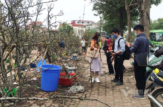 Hà Thành mua hoa lê chơi Rằm, dân buôn bán hết veo 1.000 cành