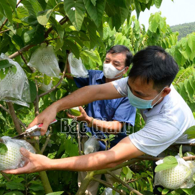 Hai giống na lạ được khách hàng săn đón ở Bắc Giang