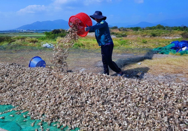 Hải sản nhà giàu rẻ chưa từng có, Tết bình dân chọn ăn đặc sản