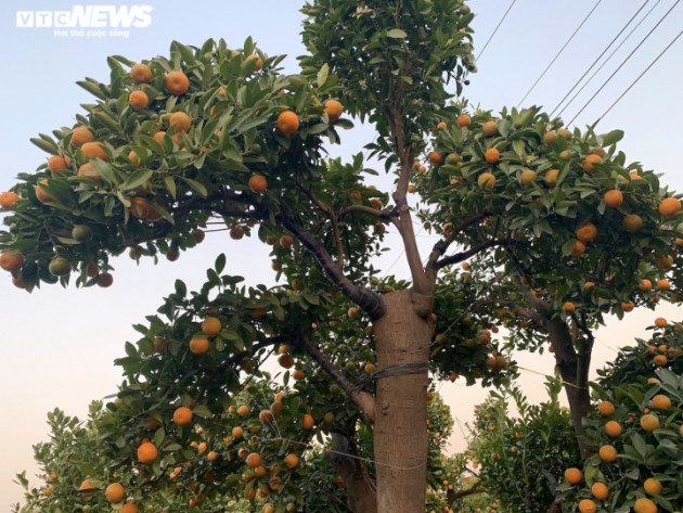 Hàng độc trăm triệu chơi Tết: Quất, chanh sai lúc lỉu trên thân bưởi cổ thụ - 5