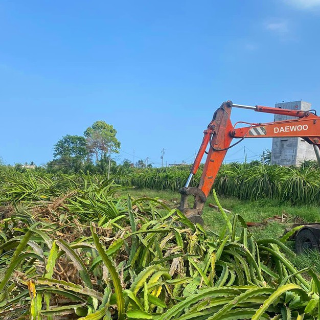 Hàng nghìn hecta thanh long bị phá bỏ ở Bình Thuậnicon