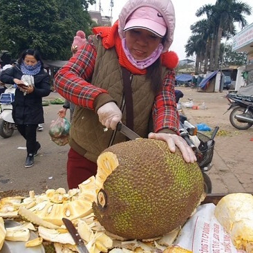 Hàng nghìn quả mít bị cắt đầu, bôi chất trắng trước khi mang bán, mục đích là gì?icon