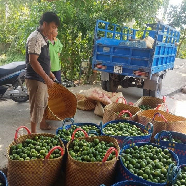 Hàng nghìn tấn chanh thương phẩm tắc đầu ra do dịch Covid-19icon