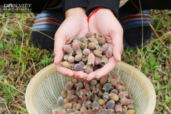 Hàng trăm người Hà Tĩnh kiếm tiền triệu mỗi ngày nhờ lên rừng hái loại quả 'thần dược' bé tí