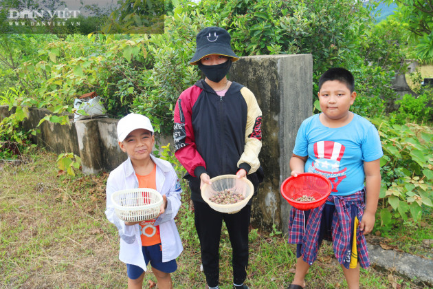 Hàng trăm người Hà Tĩnh kiếm tiền triệu mỗi ngày nhờ lên rừng hái loại quả 'thần dược' bé tí