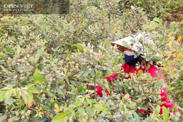 Hàng trăm người Hà Tĩnh kiếm tiền triệu mỗi ngày nhờ lên rừng hái loại quả 'thần dược' bé tí