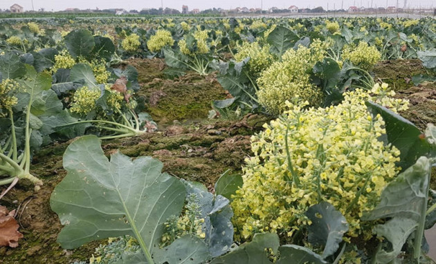 Hàng trăm tấn rau Hải Dương về Hà Nội: Vài nghìn/kg, gọi nhau giải cứu