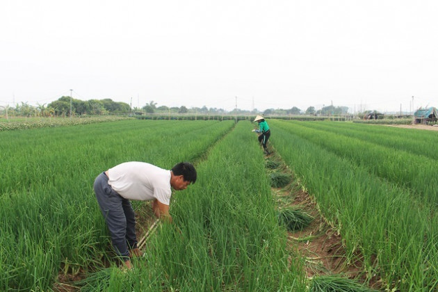 Hành lá rẻ như cho, bán 3 kg không mua nổi 1 cốc trà đá: Dân nhổ, vứt bỏ