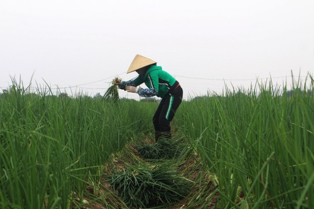 Hành lá rẻ như cho, bán 3 kg không mua nổi 1 cốc trà đá: Dân nhổ, vứt bỏ