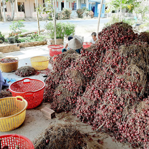 Hành tím mất giá kỷ lục, người trồng lao đaoicon