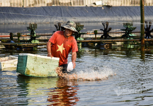 Hé lộ quy trình tạo ra 'kho báu' 34 tỷ đồng của lão nông Quảng Trị