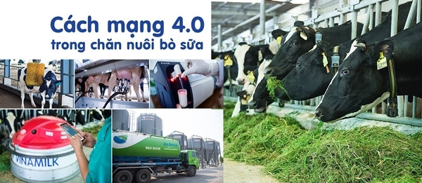 Hệ thống trang trại Vinamilk tăng trưởng ấn tượng cả chất và lượng