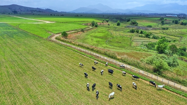 Hệ thống trang trại Vinamilk tăng trưởng ấn tượng cả chất và lượng