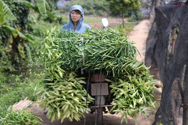 Hoa loa kèn đầu mùa giá rẻ bất ngờ vẫn chịu cảnh ế ẩm vì Covid-19