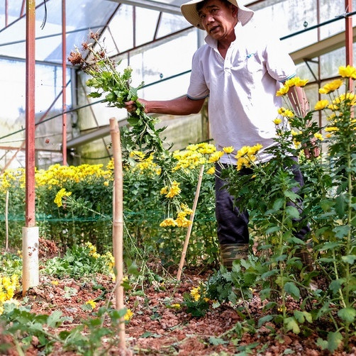 Hoa rớt giá, Đà Lạt mong TP.HCM mở lại chợ Đầm Senicon