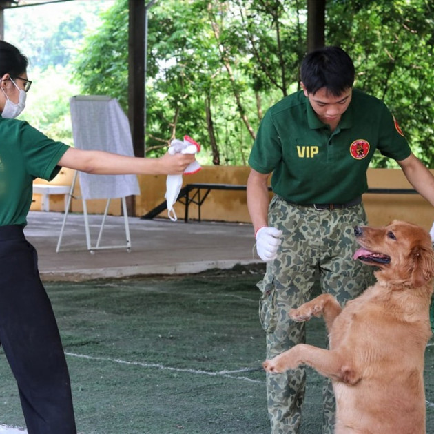 Học phí tiền triệu, dịch vụ huấn luyện chó nghiệp vụ đắt khách ở Hà Nộiicon