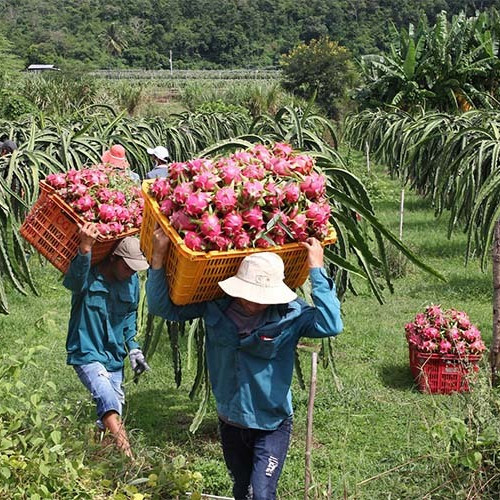 'Hội quán' số, đẳng cấp mới của anh nông dânicon