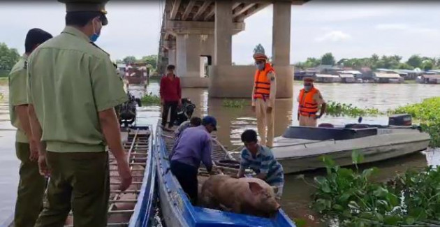 Hơn 2,8 tấn heo lậu suýt được tuồn ra thị trường