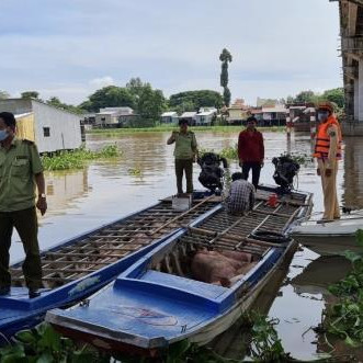 Hơn 2,8 tấn heo lậu suýt được tuồn ra thị trườngicon