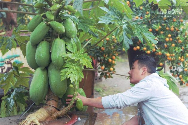 Anh Chính cho biết, anh làm những chậu đu đủ bonsai này vì đam mê và nắm bắt được thị hiếu chơi cây cảnh độc lạ của khách trong những năm gần đây.