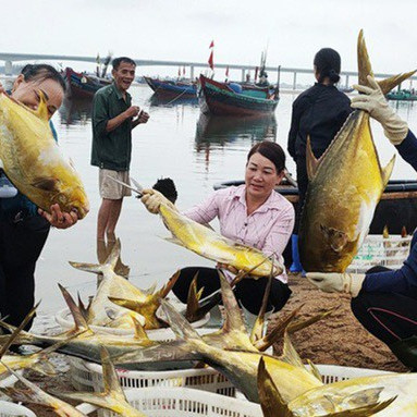 Kéo mẻ lưới bắt 300 con cá vàng rực, bán cả mớ thu 600 triệu đồngicon