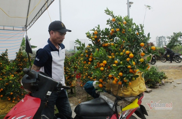 Kéo nhau đi mua ‘quất thần tài’ giá 1,5 triệu đồng