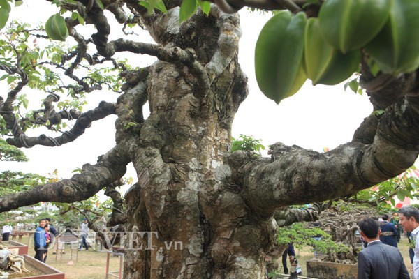 khế cảnh,cây cảnh,chơi cây,siêu cây