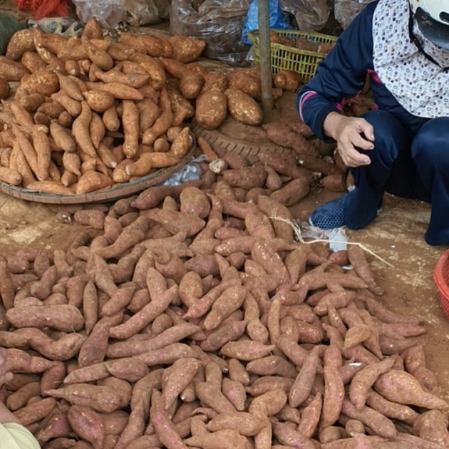 Khoai lang mật giá rẻ ngập chợ mạng, dân buôn chỉ 'mánh' tránh mua phải hàng không đúng chuẩnicon