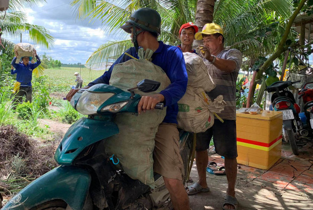 Khóc ròng trên ruộng, 'vương quốc khoai lang' miền Tây kêu cứu