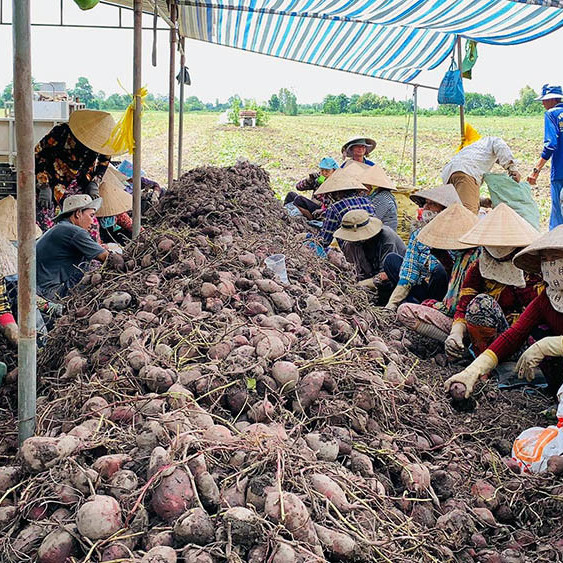 Khóc ròng trên ruộng, 'vương quốc khoai lang' miền Tây kêu cứuicon