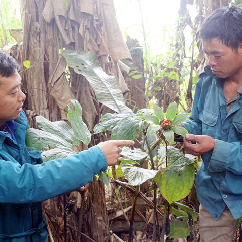 Khu vườn thuốc quý hiếm 'bí ẩn' trên núi, thương lái Trung Quốc đổ tiền săn lùng