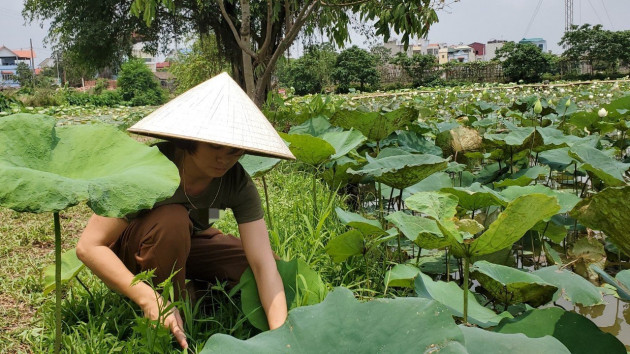 Hà Nội: Kiếm tiền triệu từ nghề trồng hoa sen trắng - 5