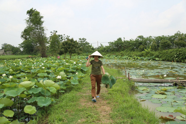 Hà Nội: Kiếm tiền triệu từ nghề trồng hoa sen trắng - 9