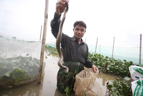 nuôi rắn,nông dân làm giàu