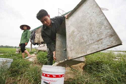 nuôi rắn,nông dân làm giàu