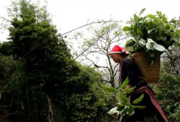 Kon Tum có 1 loại lẩu có hơn 10 loại lá rừng và là một đặc sản nức tiếng ở Tây Nguyên