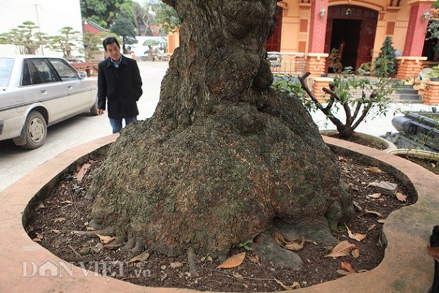 cây lộc vừng,cây cổ thụ