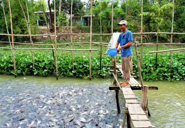 Kỳ lạ hàng nghìn con cá tra kéo đến 'nương nhờ' nhà dân và chỉ ăn chay