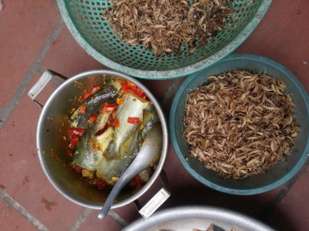 Kỳ lạ loài côn trùng 'vật vờ' ngoài sông Hồng giá hàng triệu/kg