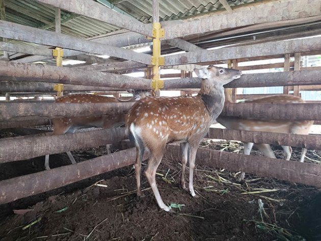 Kỹ sư bỏ lương cao về nuôi con đặc sản cưa sừng làm thuốc bổ