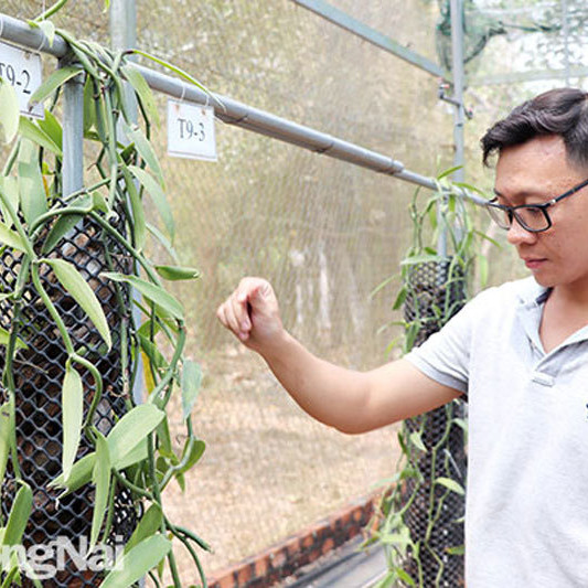 Kỹ sư xây dựng mạo hiểm trồng loại cây cho gia vị đắt đỏ hàng đầu thế giới, giá cả chục triệu đồng/kg