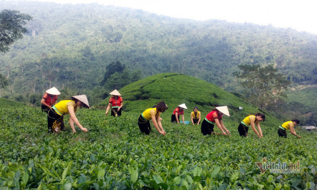 Kỳ tích trà Thái bán 5 triệu/kg, quà xách tay lãnh đạo 21 quốc gia toàn cầu