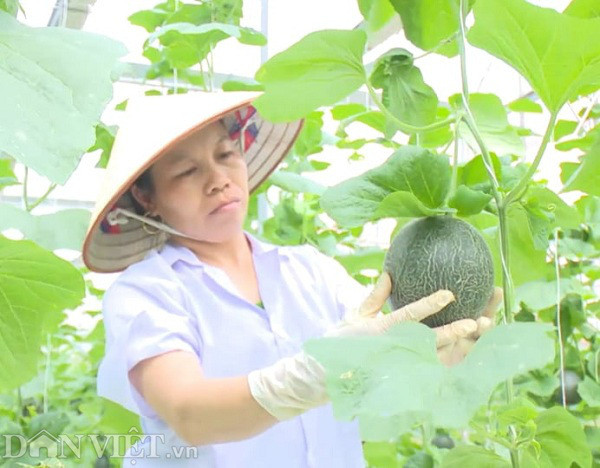 Lạ: Cho dưa nghe nhạc thính phòng giúp ra nhiều trái hơn, giòn ngọt hơn