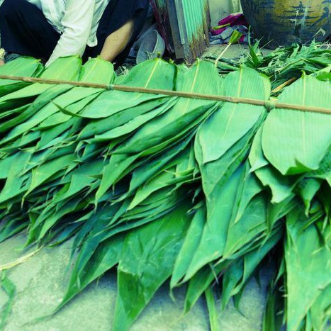 Lá rụng bờ rào bỏ đi không ai dùng, sang nước ngoài bán đắt đỏ