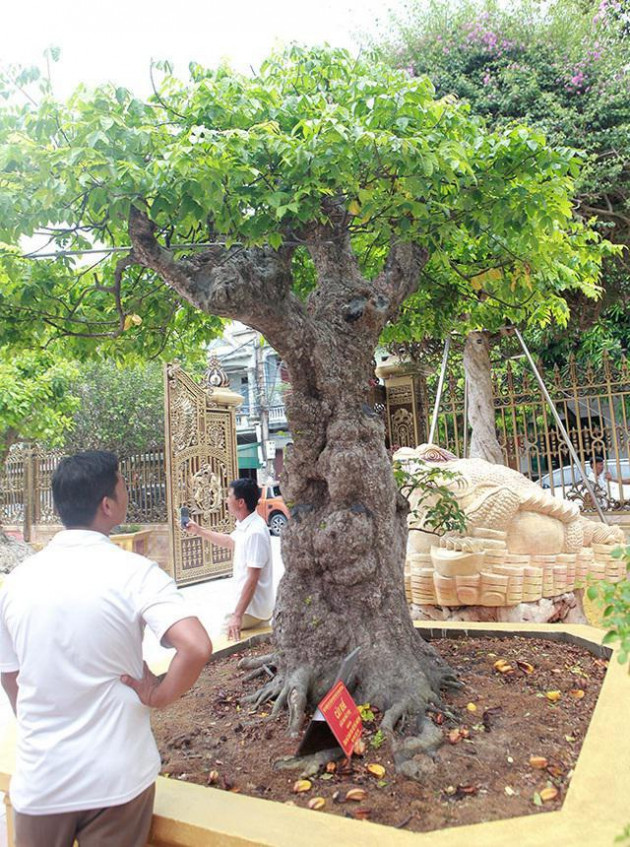 Lạ: Trồng ngô không lấy hạt, mồng tơi không thu lá