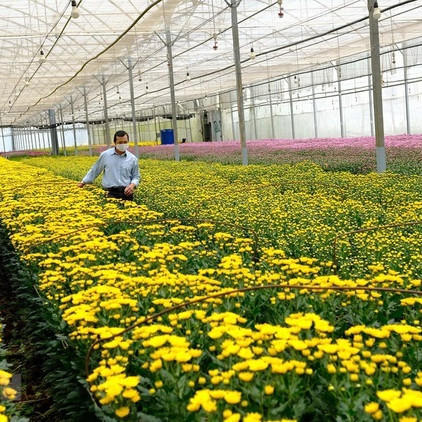 Lâm Đồng cần 'giải cứu' hàng trăm triệu cành hoa, có loại 10.000 đồng/kg