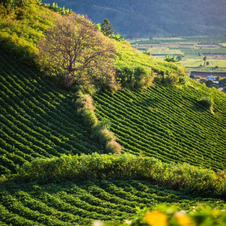 Làn sóng 'bỏ phố về rừng', theo chân ông lớn lên Tây Nguyên săn đất