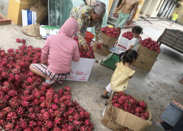 Lần thứ 2 nông dân khóc ròng vì giá thanh long chạm đáy, 'hàng dạt' chất đống